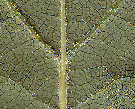bottom of leaf