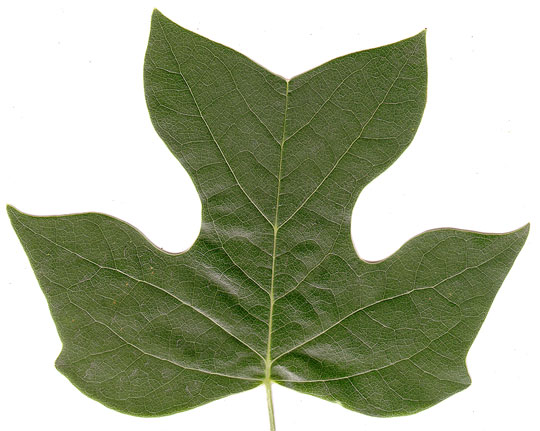 top side of leaf